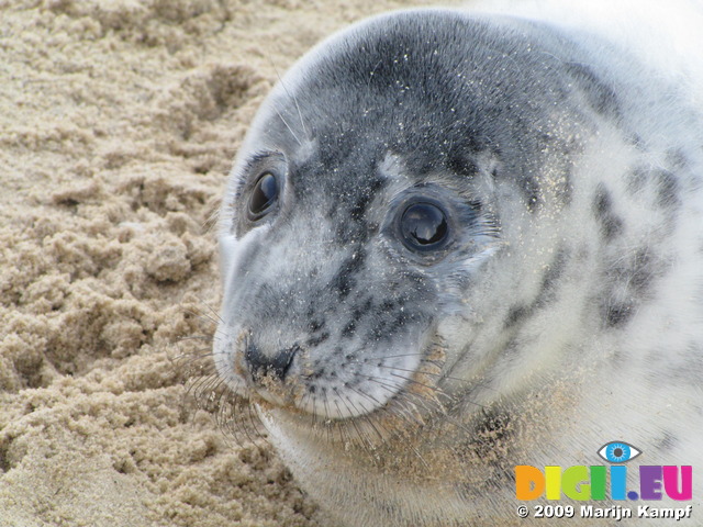 SX11311 Cute Grey or atlantic seal pup on beach (Halichoerus grypsus)